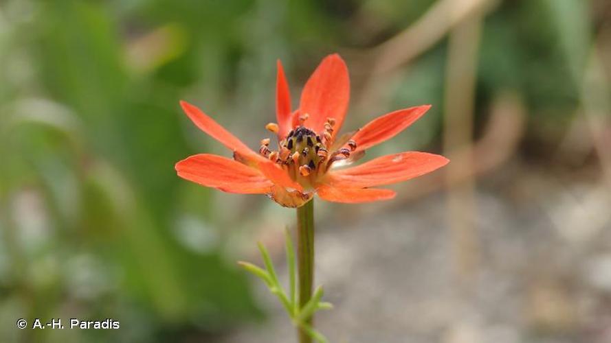 <i>Adonis flammea</i> Jacq., 1776 © A.-H. Paradis