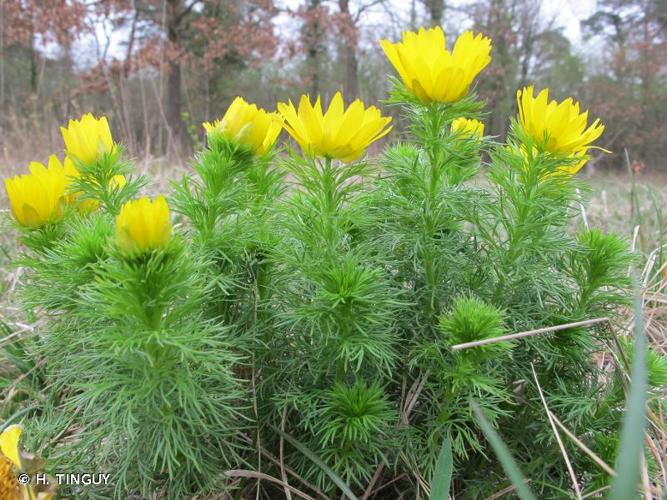 <i>Adonis vernalis</i> L., 1753 © H. TINGUY