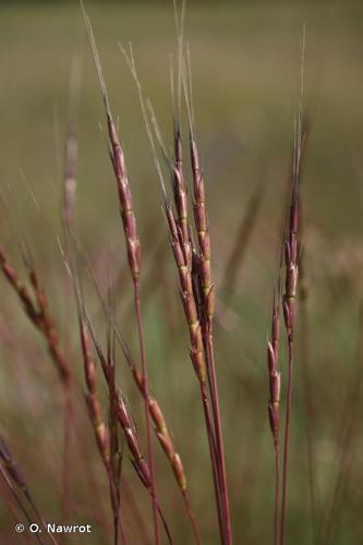 <i>Aegilops cylindrica</i> Host, 1802 © O. Nawrot