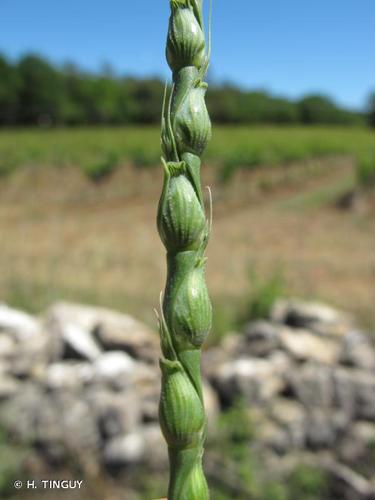 <i>Aegilops ventricosa</i> Tausch, 1837 © H. TINGUY