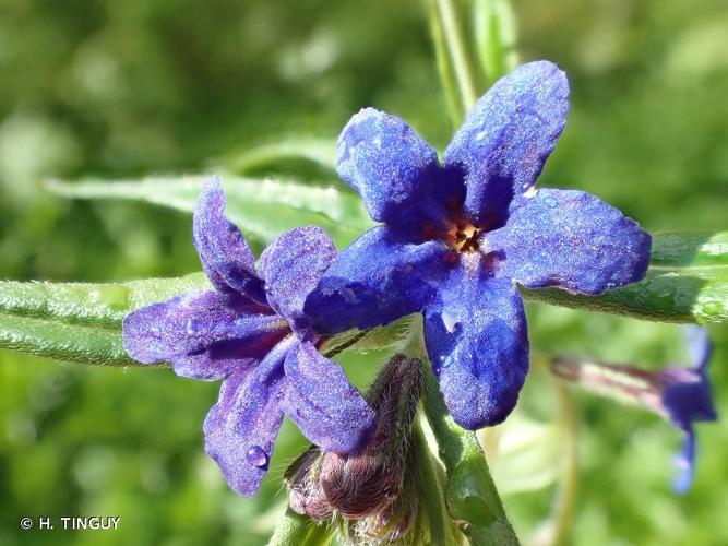 <i>Aegonychon purpurocaeruleum</i> (L.) Holub, 1973 © H. TINGUY