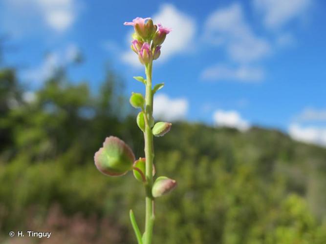 <i>Aethionema monospermum</i> W.T.Aiton, 1812 © H. Tinguy