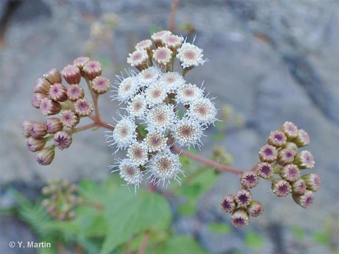 <i>Ageratina adenophora</i> (Spreng.) R.M.King & H.Rob., 1970 © 