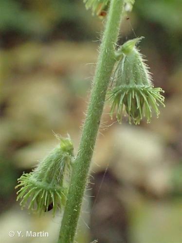 <i>Agrimonia eupatoria</i> L., 1753 © 