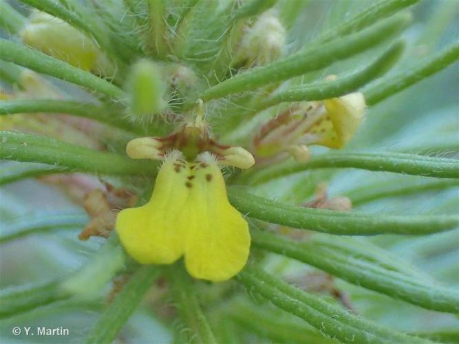 <i>Ajuga chamaepitys</i> (L.) Schreb., 1773 © 