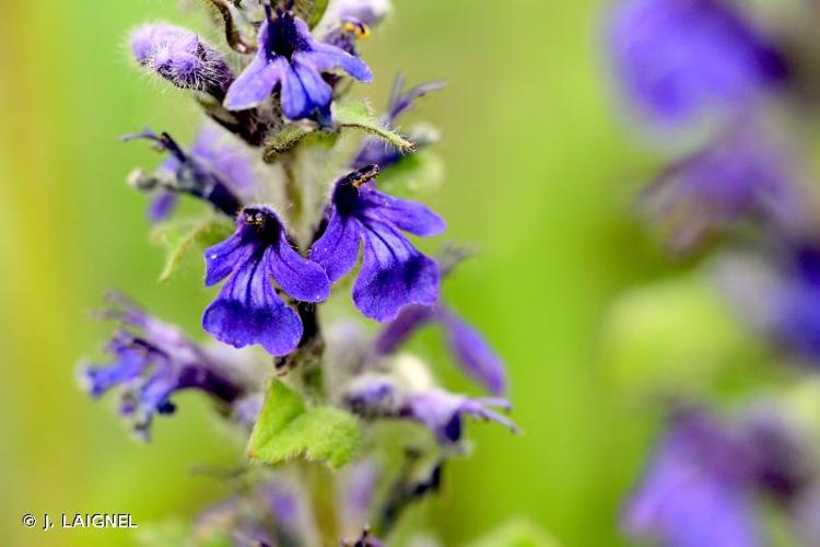 <i>Ajuga genevensis</i> L., 1753 © J. LAIGNEL