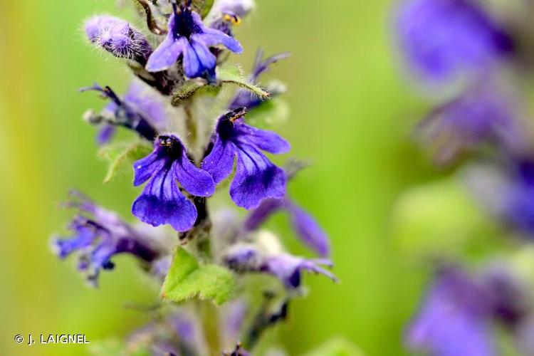 <i>Ajuga genevensis</i> L., 1753 © J. LAIGNEL