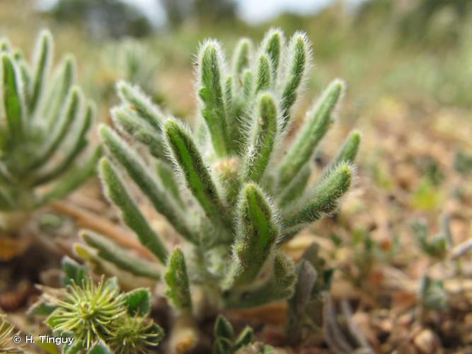 <i>Ajuga iva</i> (L.) Schreb., 1773 © H. Tinguy