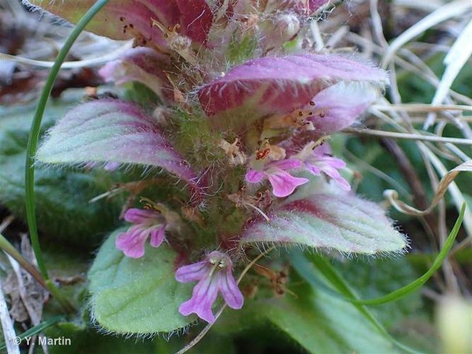 <i>Ajuga pyramidalis</i> L., 1753 © 