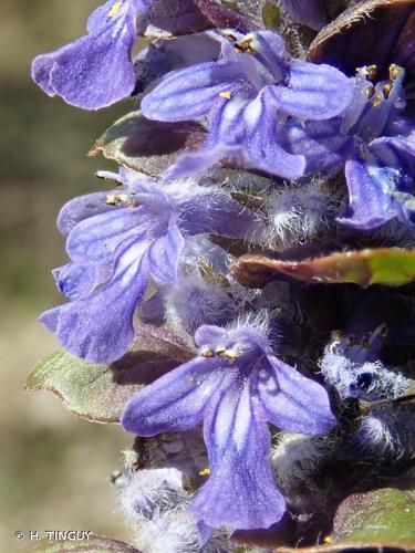 <i>Ajuga reptans</i> L., 1753 © H. TINGUY