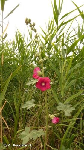 <i>Alcea rosea</i> L., 1753 © O. Roquinarc'h