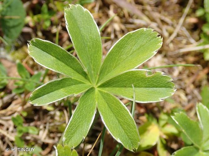 <i>Alchemilla alpigena</i> Buser, 1894 © H. TINGUY