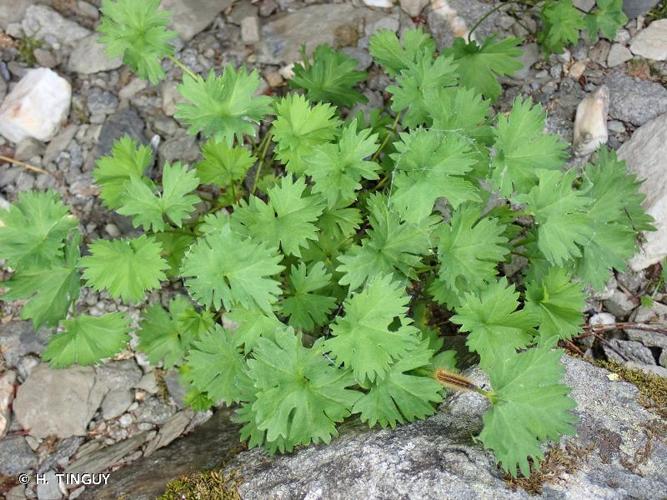 <i>Alchemilla fissa</i> Günther & Schummel, 1819 © H. TINGUY