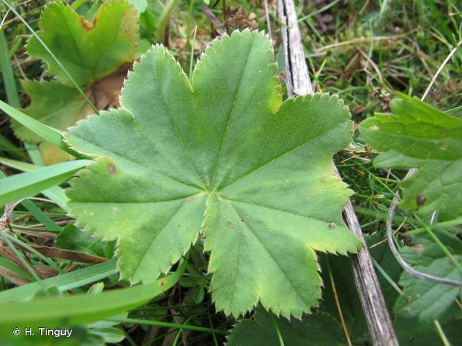 <i>Alchemilla monticola</i> Opiz, 1838 © H. Tinguy