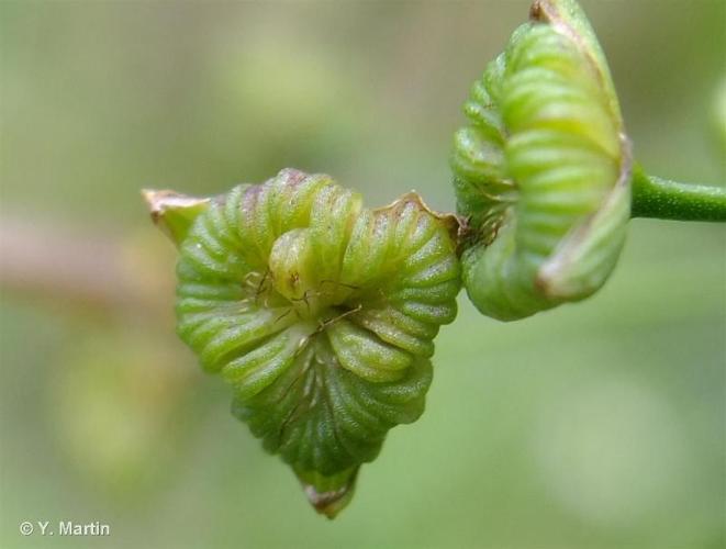 <i>Alisma plantago-aquatica</i> L., 1753 © 