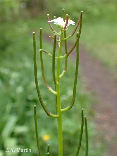 <i>Alliaria petiolata</i> (M.Bieb.) Cavara & Grande, 1913 © 