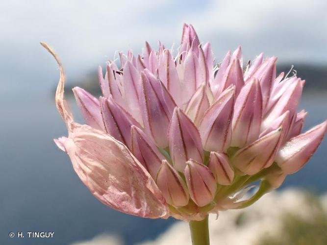 <i>Allium acutiflorum</i> Loisel., 1809 © H. TINGUY