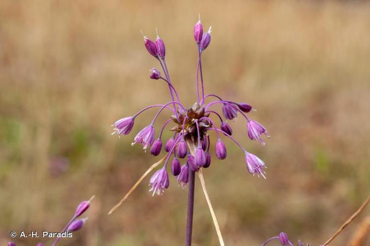 <i>Allium carinatum</i> L., 1753 © A.-H. Paradis