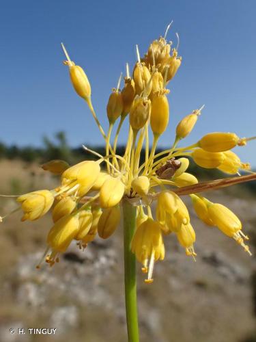 <i>Allium flavum</i> L., 1753 © H. TINGUY