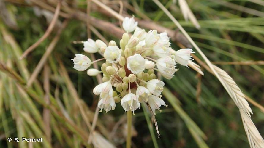 <i>Allium pallens</i> L., 1762 © R. Poncet