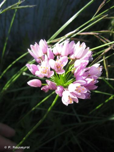 <i>Allium roseum</i> L., 1753 © P. Rouveyrol