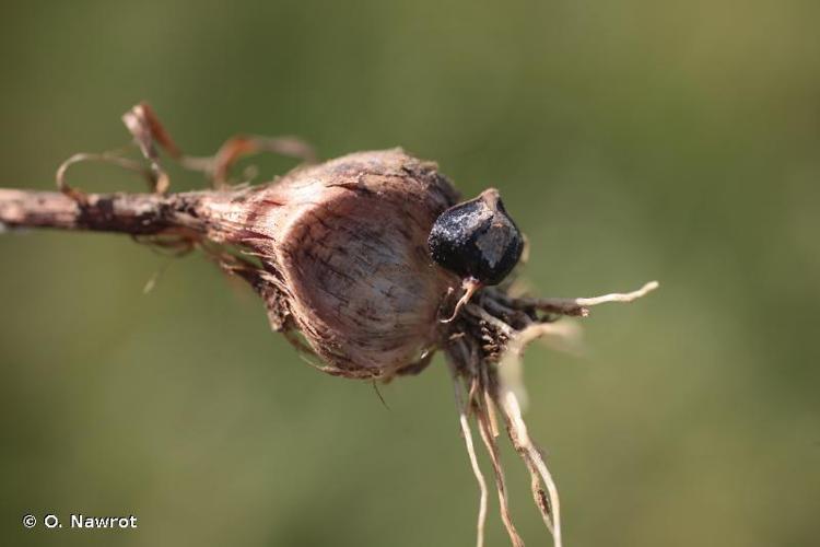 <i>Allium rotundum</i> L., 1762 © O. Nawrot