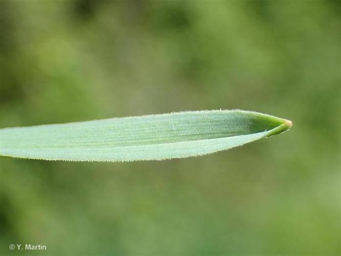 <i>Allium scorodoprasum</i> L., 1753 © 