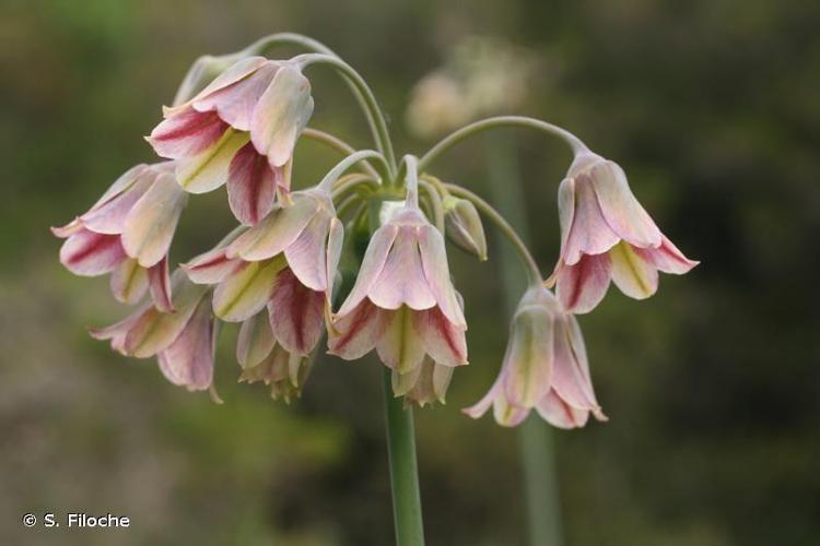 <i>Allium siculum</i> Ucria, 1793 © S. Filoche