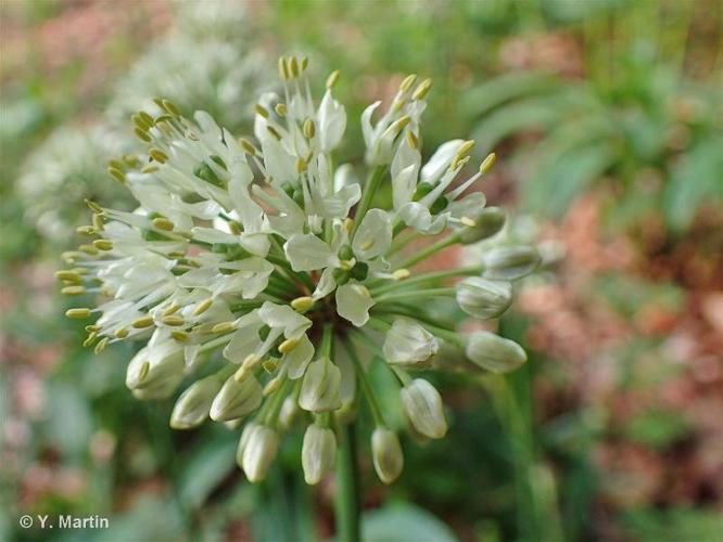 <i>Allium victorialis</i> L., 1753 © 