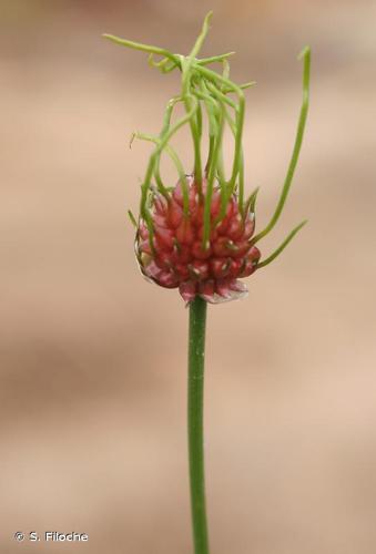 <i>Allium vineale</i> L., 1753 © S. Filoche