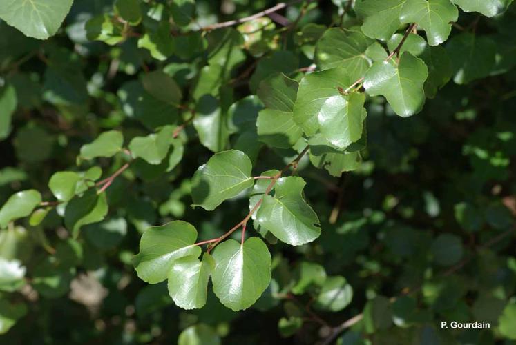 <i>Alnus cordata</i> (Loisel.) Duby, 1828 © P. Gourdain