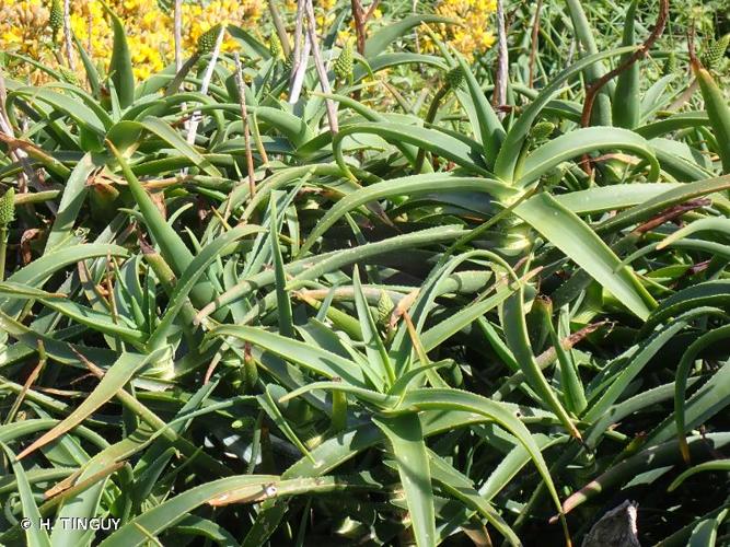 <i>Aloe arborescens</i> Mill., 1768 © H. TINGUY