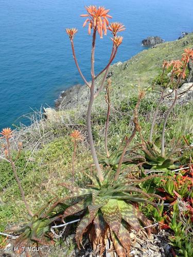 <i>Aloe maculata</i> All., 1773 © H. TINGUY