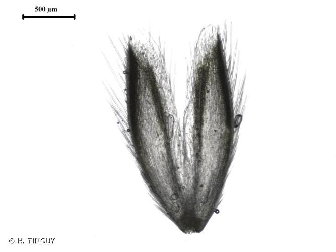 <i>Alopecurus aequalis</i> Sobol., 1799 © H. TINGUY