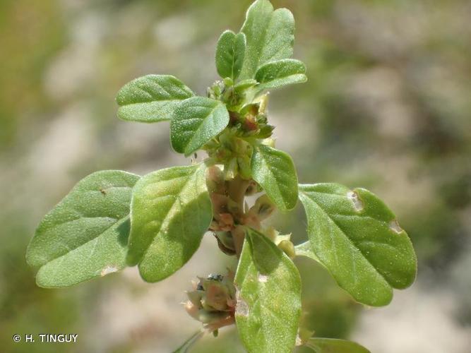 <i>Amaranthus blitum</i> L., 1753 © H. TINGUY