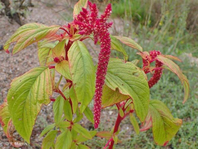 <i>Amaranthus caudatus</i> L., 1753 © 