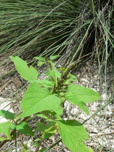 <i>Amaranthus viridis</i> L., 1763 © V. Boullet