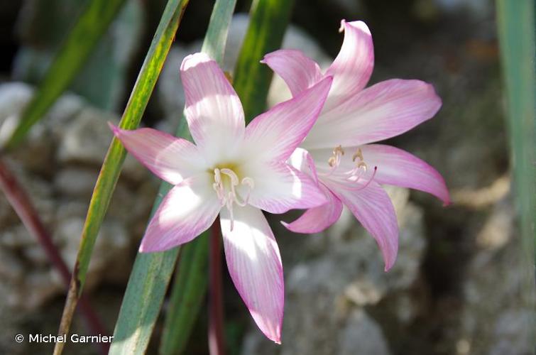 <i>Amaryllis belladonna</i> L., 1753 [nom. et typ. cons.] © Michel Garnier