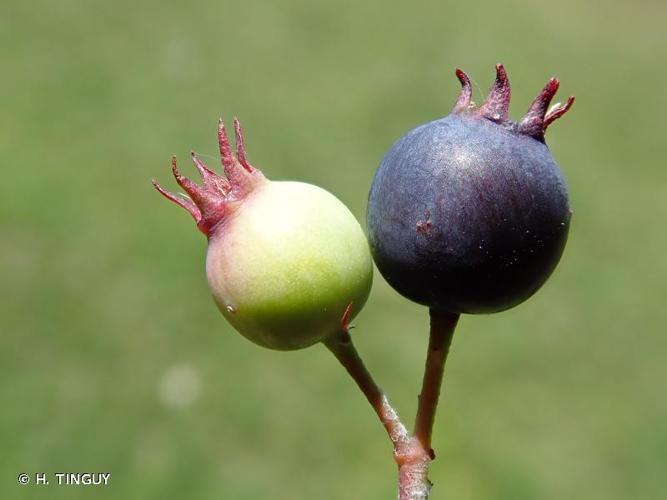 <i>Amelanchier ovalis</i> Medik., 1793 © H. TINGUY