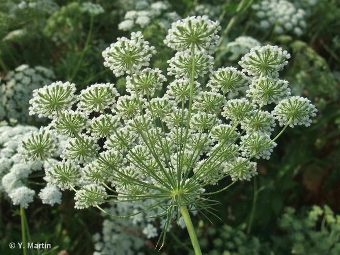 <i>Ammi majus</i> L., 1753 © 