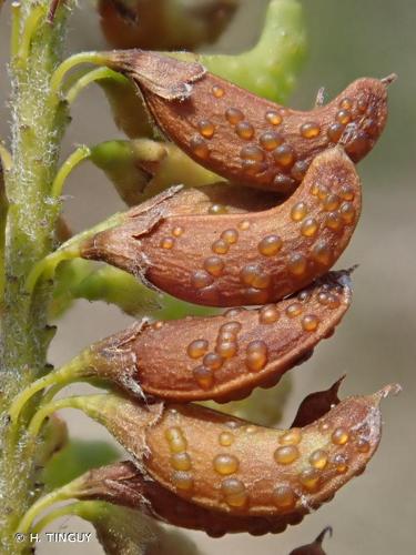 <i>Amorpha fruticosa</i> L., 1753 © H. TINGUY