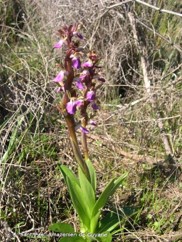 <i>Anacamptis collina</i> (Banks & Sol. ex Russell) R.M.Bateman, Pridgeon & M.W.Chase, 1997 © S. Sant/Parc Amazonien de Guyane