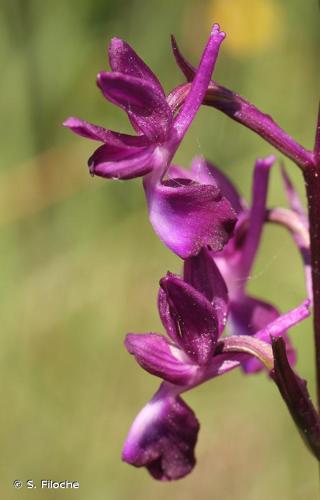 <i>Anacamptis laxiflora</i> (Lam.) R.M.Bateman, Pridgeon & M.W.Chase, 1997 © S. Filoche