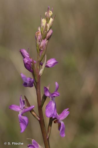 <i>Anacamptis palustris</i> (Jacq.) R.M.Bateman, Pridgeon & M.W.Chase, 1997 © S. Filoche