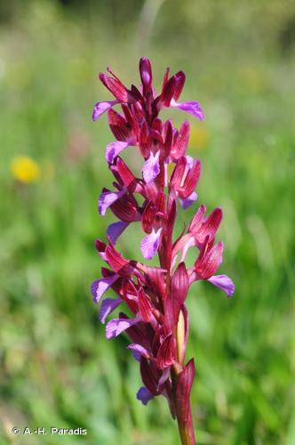 <i>Anacamptis papilionacea</i> (L.) R.M.Bateman, Pridgeon & M.W.Chase, 1997 © A.-H. Paradis