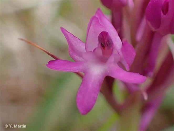 <i>Anacamptis pyramidalis</i> (L.) Rich., 1817 © 