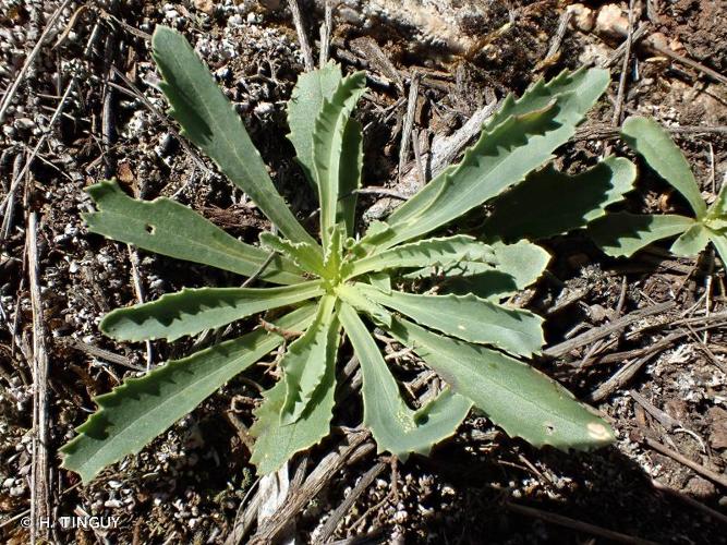 <i>Anarrhinum bellidifolium</i> (L.) Willd., 1800 © H. TINGUY