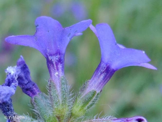 <i>Anchusa officinalis</i> L., 1753 © 