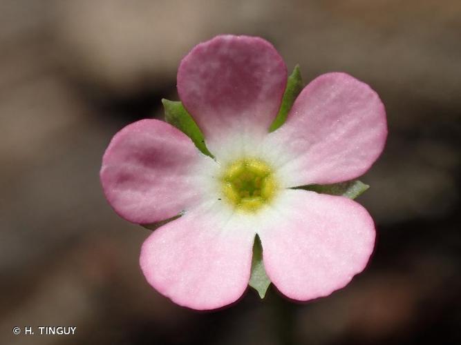 <i>Androsace chaixii</i> Gren., 1853 © H. TINGUY