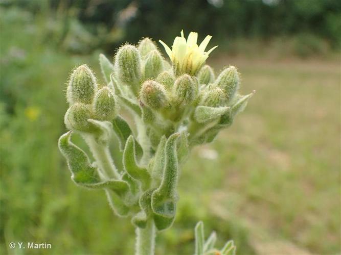 <i>Andryala integrifolia</i> L., 1753 © 